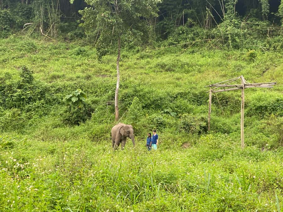 Chiang Mai: Small Group Ethical Elephant Sanctuary Tour - Lunch inside the sanctuary: vegetarian Thai, served fresh