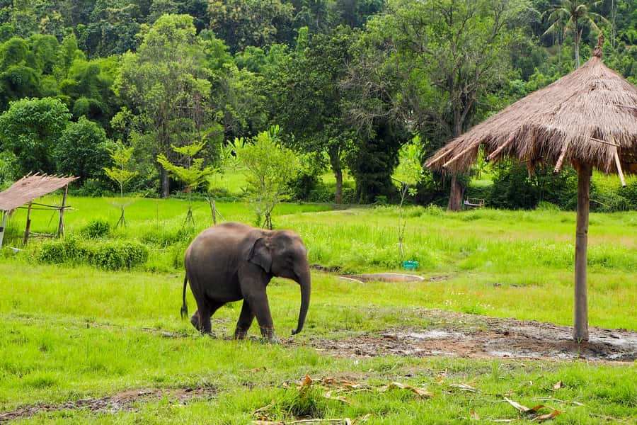 Chiang Mai: Small Group Ethical Elephant Sanctuary Tour - What’s included (and why that’s good value at $77)