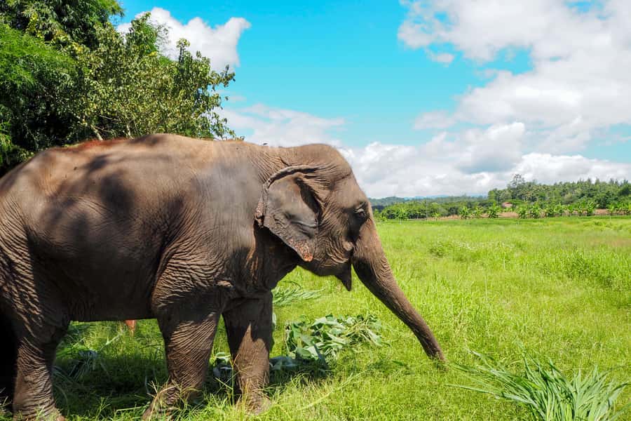 Chiang Mai: Small Group Ethical Elephant Sanctuary Tour - Who this tour suits best (and who should reconsider)