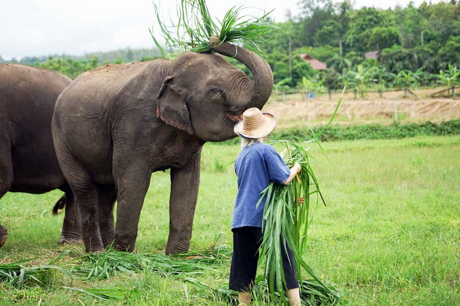 Chiang Mai: Small Group Ethical Elephant Sanctuary Tour - Elephant sanctuary etiquette: interaction that follows the elephants