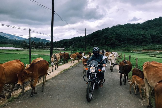Da Lat's Countryside & Waterfalls Day Tour by Motorbike - Key highlights worth knowing before you go