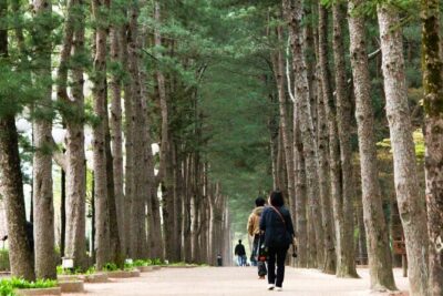 Day Trip to Nami Island with Rail bike and The Garden of Morning Calm - Gangchon Rail Bike Park (2 Hours): The Old Track Ride That Feels Way More Fun