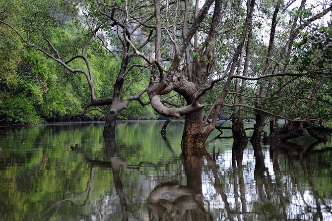 Deep Mangrove and Canyon Kayak Tour in Krabi - Guide quality can make or break the trip