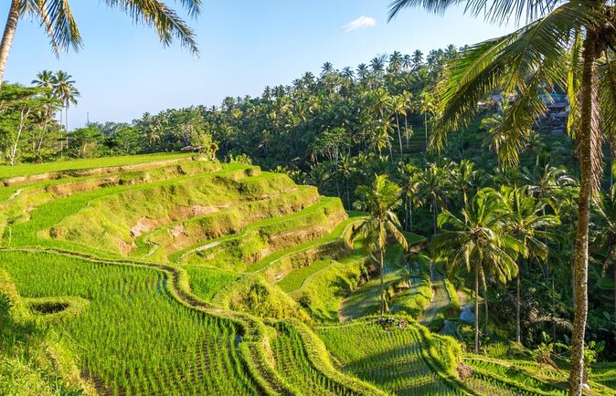 Electric Cycling Tour of Ubud with Free Hotel Transfer and Lunch - Key things I’d circle before you go