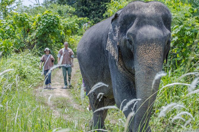 Elephant Sanctuary Small Group Tour in Phuket - Getting there: pickup, timing, and the small-group difference