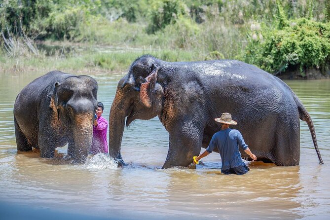 Elephant Sanctuary Small Group Tour in Phuket - Feeding by hand and making herbal snacks: the part you’ll talk about later