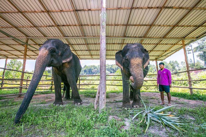 Elephant Sanctuary Small Group Tour in Phuket - Your included food: light refreshments and a lunch box that keeps momentum