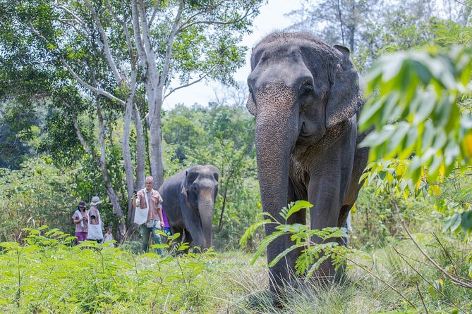 Elephant Sanctuary Small Group Tour in Phuket - Terrain and comfort: hills, slick spots, and basic facilities