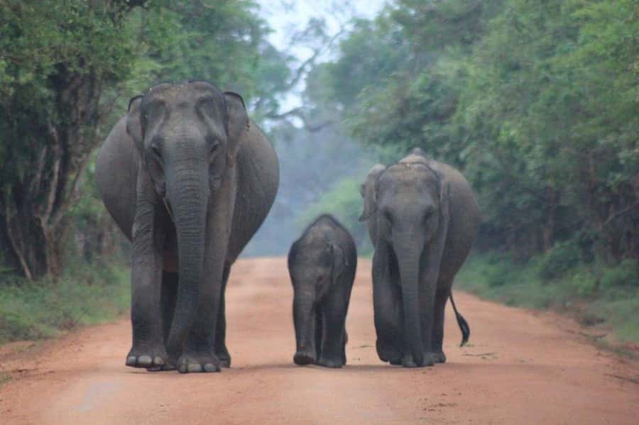 Ella: Drop to Tangalle/Hiriketiya/Mirissa/Galle & Yala Tour - Entering Yala: The Best Leopard Window and the Wildlife You Can Actually See