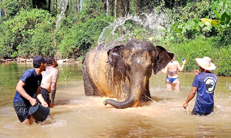 Ethical Elephant Sanctuary Experience in Khao Lak - The Observation Walk: Quiet Footsteps Behind Gentle Giants