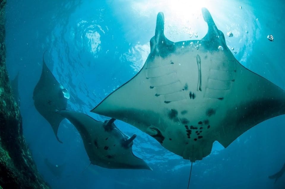 From Bali: Nusa Penida Full Day Private Snorkeling Tour - Gamat Bay: relaxed snorkels and coral-and-fish watching