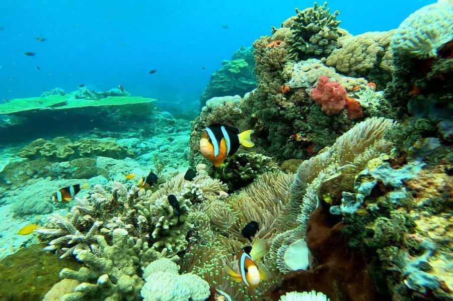From Bali: Nusa Penida Full Day Private Snorkeling Tour - Toyapakeh Wall: the unique payoff when you hit the right spot
