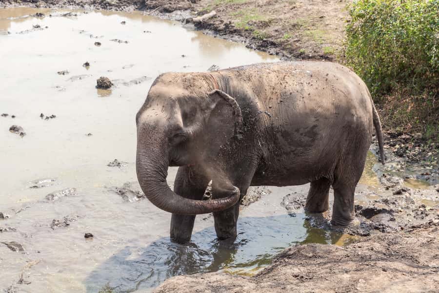 From Bangkok: Elephant Sanctuary and Kanchanaburi Tour - Is it worth $79? Value vs what you’re really paying for