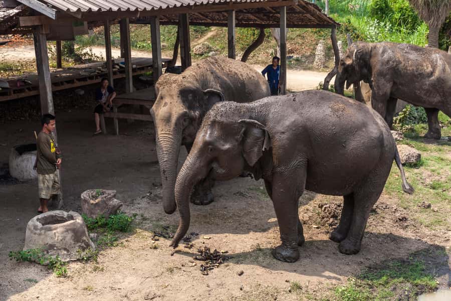From Bangkok: Elephant Sanctuary and Kanchanaburi Tour - ElephantsWorld: rescued elephants and real hands-on care