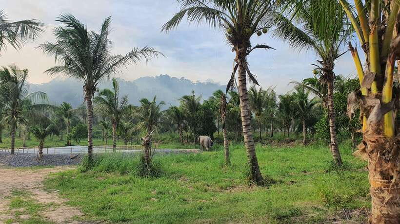 From Bangkok: Living Green Elephant Sanctuary Day Trip - Who This Trip Fits Best (and Who Might Want Another Option)
