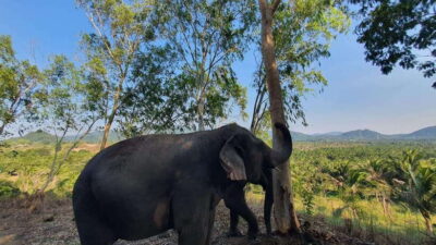 From Bangkok: Living Green Elephant Sanctuary Day Trip - Getting There: Van Ride, Traffic, and Timing That Actually Matters