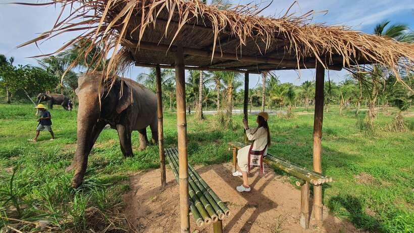 From Bangkok: Living Green Elephant Sanctuary Day Trip - Feeding and Trekking with Rescued Elephants