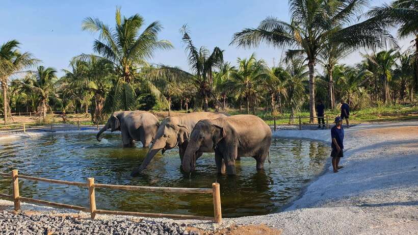 From Bangkok: Living Green Elephant Sanctuary Day Trip - Bath Time, Mud Rolling, and the Rules Around Water