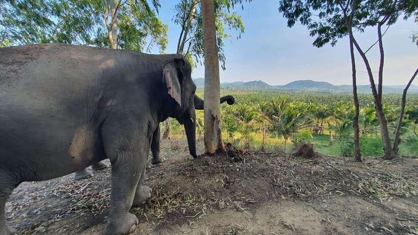 From Bangkok: Living Green Elephant Sanctuary Day Trip - Lunch Break and Mountain Views: The Part People Forget to Plan For