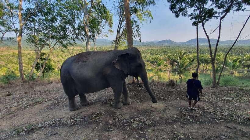 From Bangkok: Living Green Elephant Sanctuary Day Trip - Guides Make the Difference: What to Expect from the Human Team