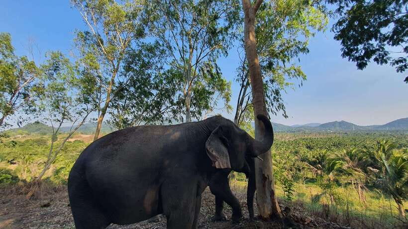 From Bangkok: Living Green Elephant Sanctuary Day Trip - Getting There: Van Ride, Traffic, and Timing That Actually Matters