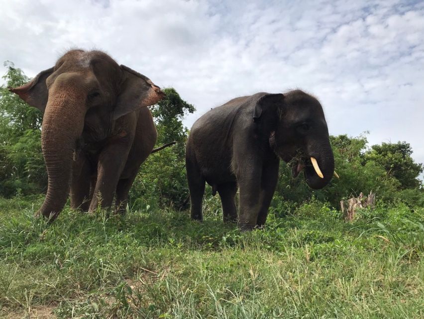 From Bangkok: Pattaya Ethical Elephant Sanctuary Day Trip - Key Things to Know Before You Go
