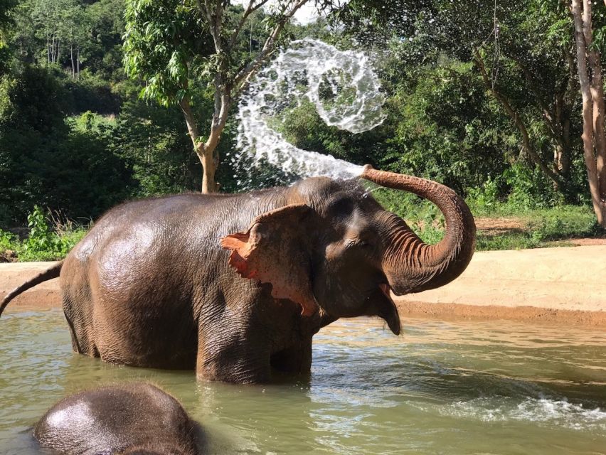 From Bangkok: Pattaya Ethical Elephant Sanctuary Day Trip - Should you book it?