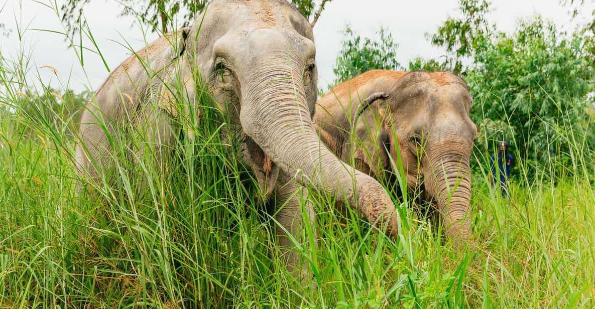 From Bangkok: Pattaya Ethical Elephant Sanctuary Day Trip - Bangkok to Pattaya: the drive that shapes your day