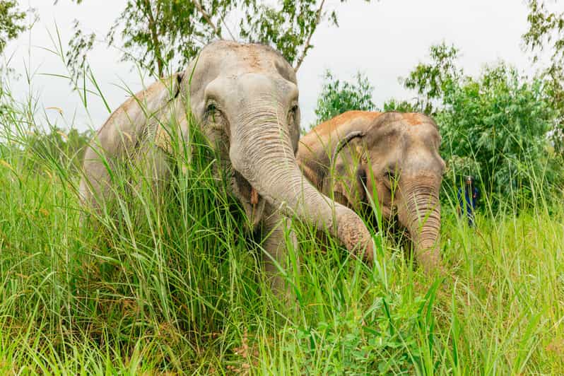 From Bangkok: Pattaya Ethical Elephant Sanctuary Day Trip - Feeding and walking with free-roaming elephants (and the stories behind them)