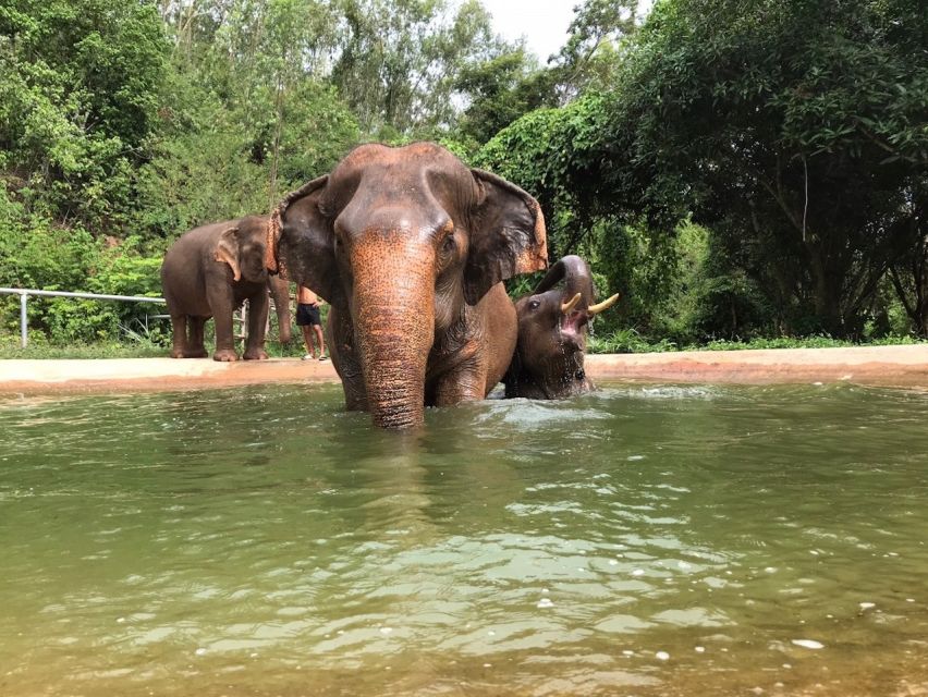 From Bangkok: Pattaya Ethical Elephant Sanctuary Day Trip - Mud spa and river bath: how the wet portion works (and how to prepare)