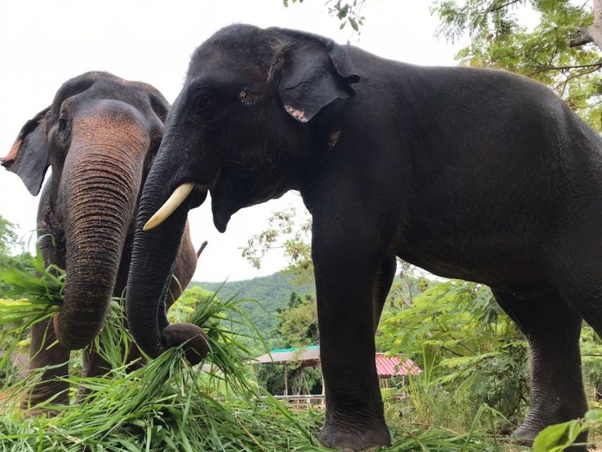 From Bangkok: Pattaya Ethical Elephant Sanctuary Day Trip - Thai lunch, fruit, and the pace check after elephant time