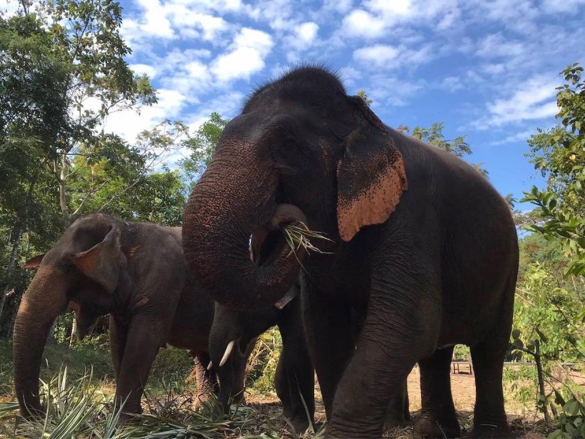 From Bangkok: Pattaya Ethical Elephant Sanctuary Day Trip - Price and logistics: is $142 good value from Bangkok?