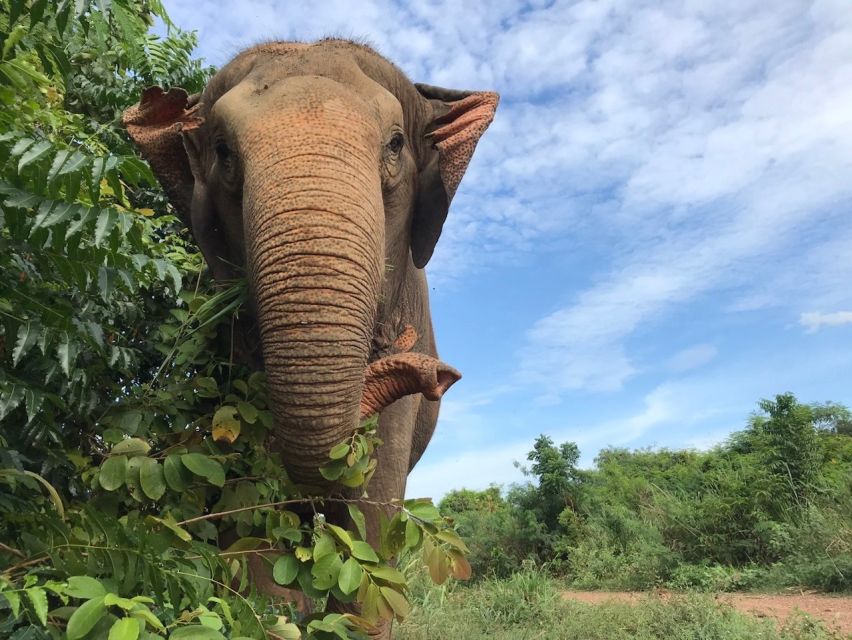 From Bangkok: Pattaya Ethical Elephant Sanctuary Day Trip - Who should book this elephant sanctuary day trip (and who should skip it)