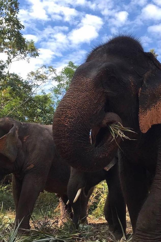 From Bangkok: Pattaya Ethical Elephant Sanctuary Day Trip - Getting to the sanctuary: your English-speaking guide and the elephant meet-and-greet
