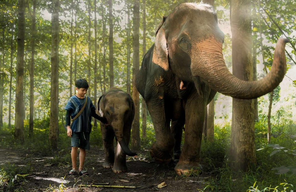 From Chiang Mai: Kerchor Eco Elephant Park Tour - Key highlights to look forward to