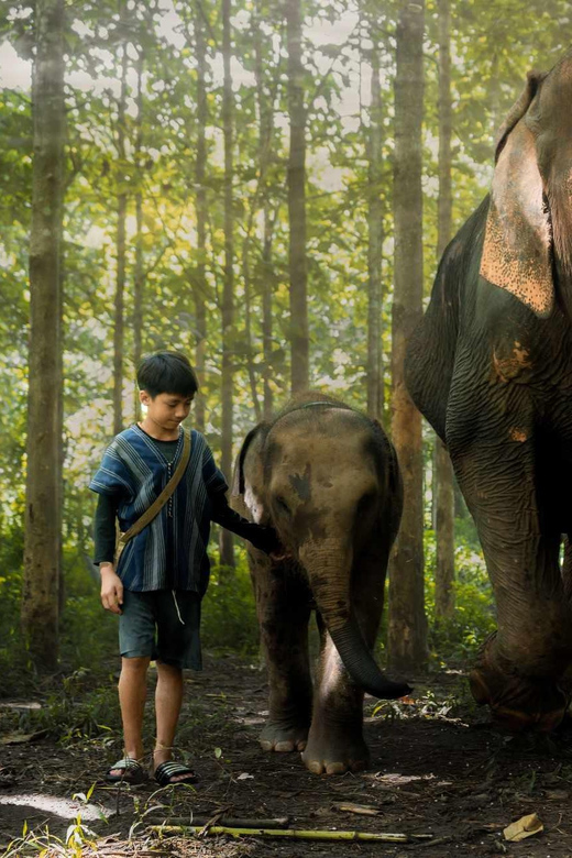 From Chiang Mai: Kerchor Eco Elephant Park Tour - Who should book this Kerchor experience