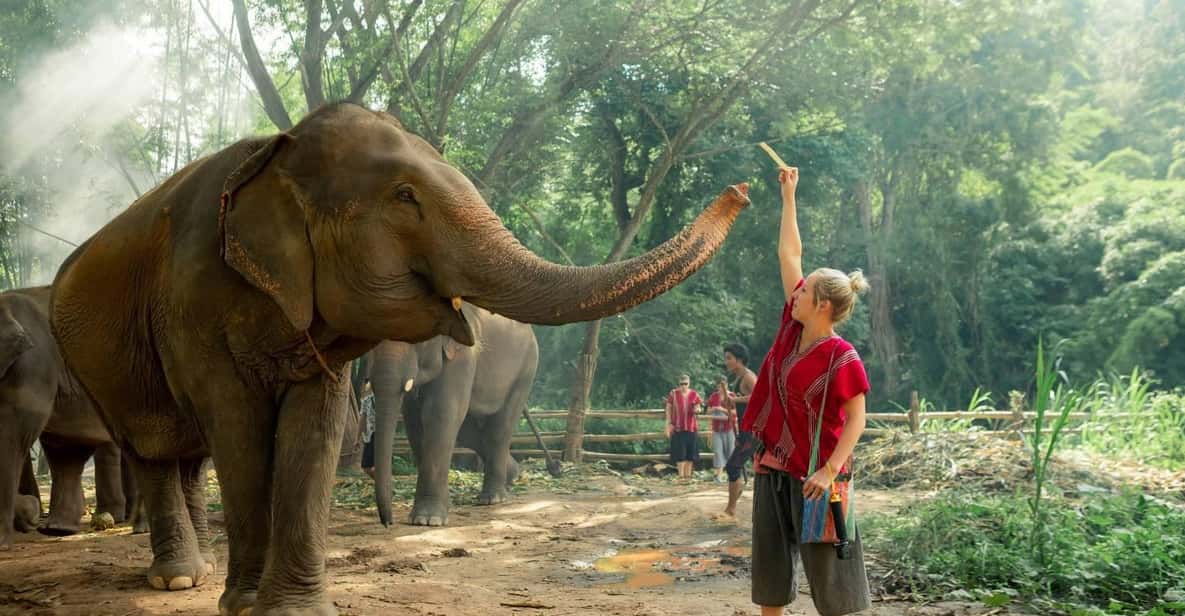 From Chiang Mai: Kerchor Eco Elephant Park Tour - Feeding and walking with elephants (including baby elephants)