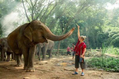 From Chiang Mai: Kerchor Eco Elephant Park Tour - The park briefing: how elephant care is the real show