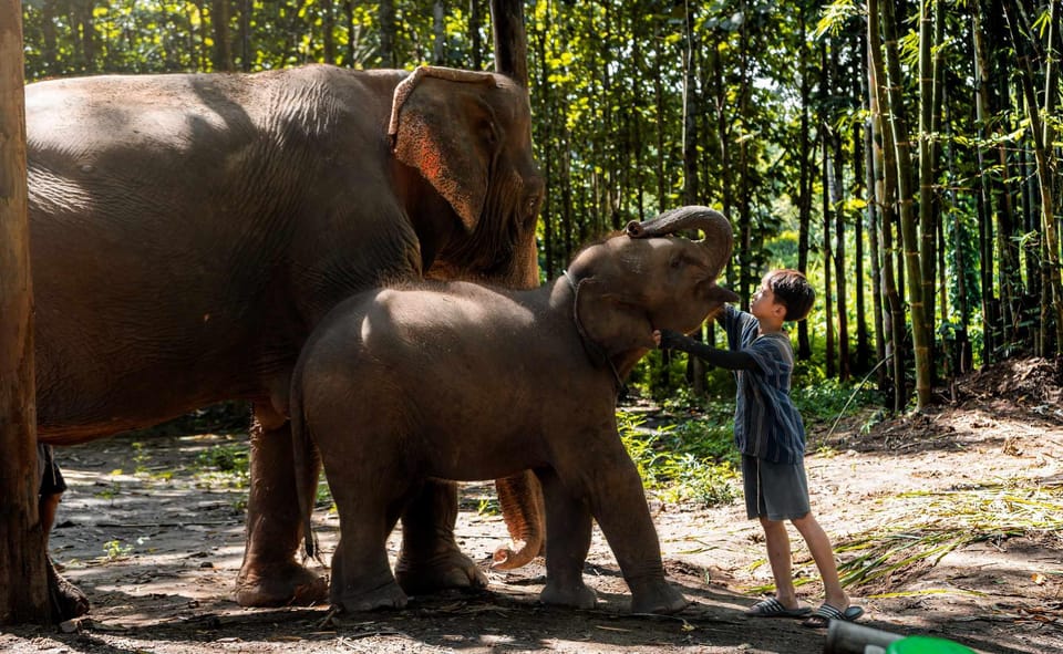 From Chiang Mai: Kerchor Eco Elephant Park Tour - Mud baths and playful elephant moments
