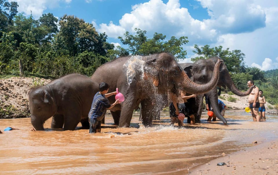 From Chiang Mai: Kerchor Eco Elephant Park Tour - River bathing: what it’s like to wash an elephant