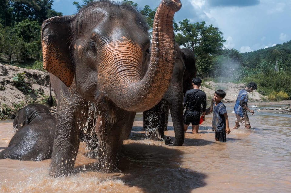 From Chiang Mai: Kerchor Eco Elephant Park Tour - Thai lunch in a park setting (and how to plan for food)