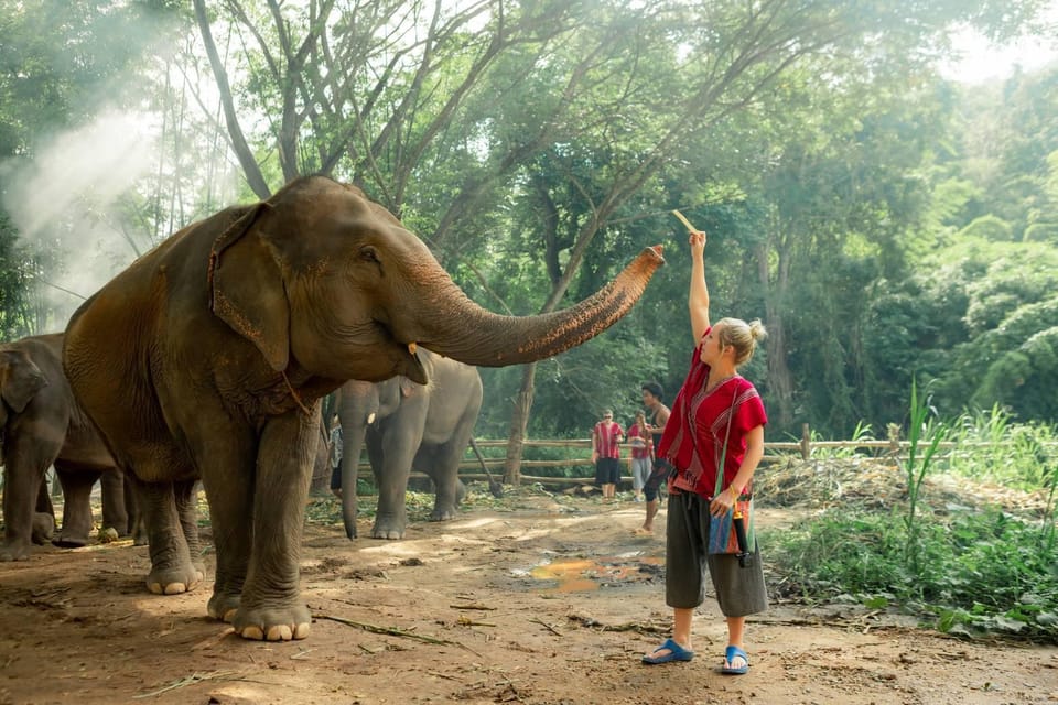 From Chiang Mai: Kerchor Eco Elephant Park Tour - What’s included—and what’s on you