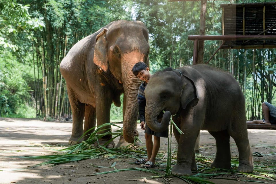 From Chiang Mai: Kerchor Eco Elephant Park Tour - Value for $48: when it feels worth it