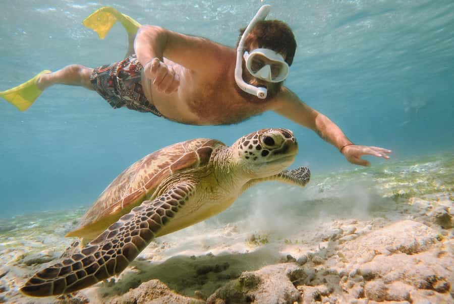 From Gili Air: Snorkeling with Turtles & Underwater Statue - Why this turtle-and-statue snorkel is such a good deal