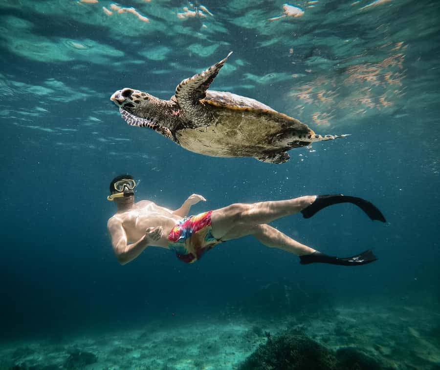 From Gili Air: Snorkeling with Turtles & Underwater Statue - Starting at Oseana in Gili Air: gear, fins, and a quick safety reset