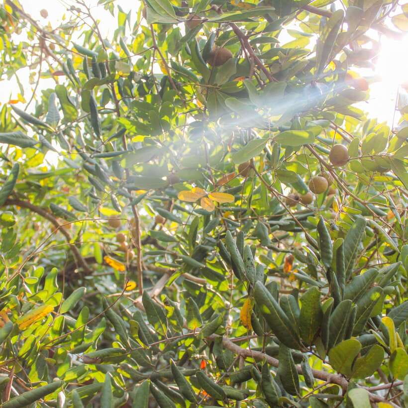 From Ho Chi Minh: Mekong Delta Small Group Day Trip - Price and Logistics: What $29 Buys You in Real Time
