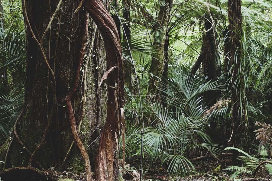 From Khao Lak: Khao Sok Jungle Hike & River Tour - What to Bring: The Packing List That Prevents Regret