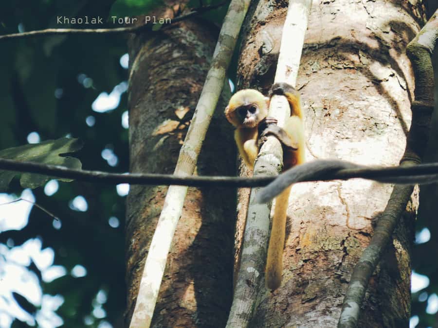 From Khao Lak: Khao Sok Jungle Hike & River Tour - Khao Sok View Point: The Photo Stop With a Payoff