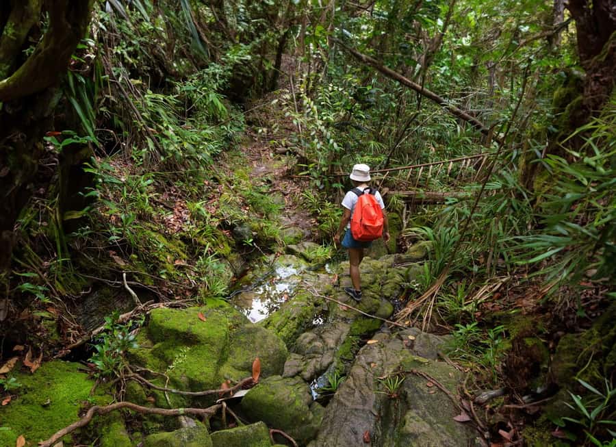 From Khao Lak: Khao Sok Jungle Hike & River Tour - Jungle Hike in Khao Sok: Short Distance, Real Jungle Physics
