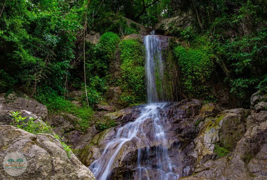 From Koh Samui: Tree Bridge Zipline and Café Experience - Jungle ziplining on Koh Samui: what this course feels like
